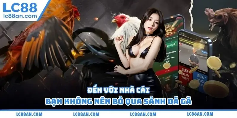 Đến với nhà cái, bạn không nên bỏ qua sảnh đá gà