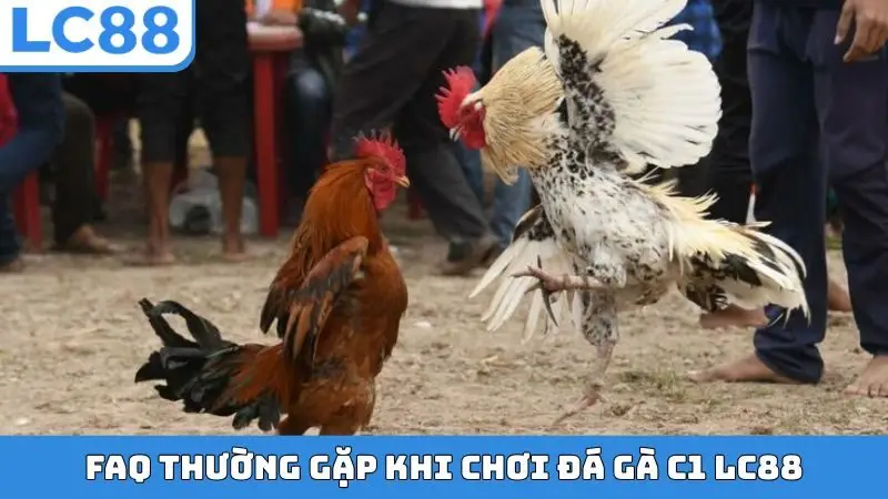 FAQ thường gặp khi chơi đá gà C1 LC88