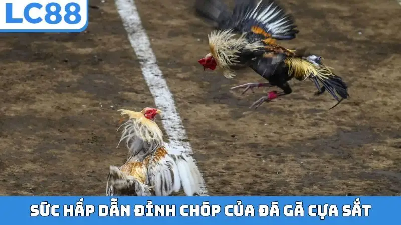 Sức hấp dẫn đỉnh chóp của đá gà cựa sắt