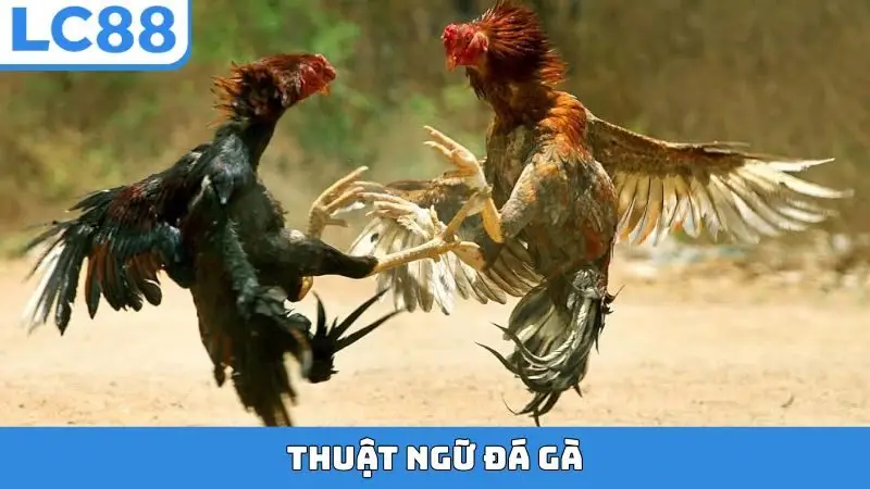 Thuật ngữ đá gà